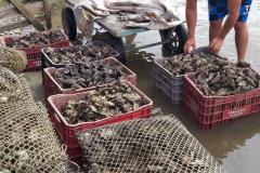 Comercialização de ostras e mexilhões está liberada em Guaratuba
