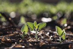 Safra 2024/2025: plantio de soja chega a 74% e do milho a 97% no Paraná