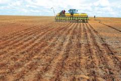 Clima favorece plantio e desenvolvimento da safra de verão 2016/2017 