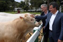 Ministério da Agricultura reconhece raça de gado Purunã, 100% paranaense