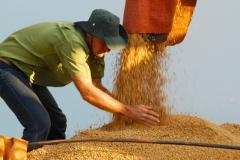 Safra 2016/17 foi reavaliada e surpreende novamente com o aumento da produtividade da soja, milho e feijão