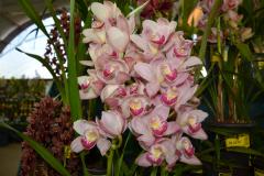 Secretário Norberto Ortigara participa da 19ª Festa da Orquídea e do Peixe em Maripá