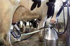 Aliança Láctea Sul Brasileira busca harmonizar regras de inspeção