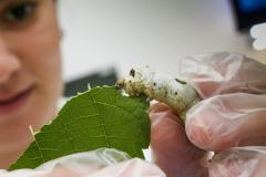 Mudanças no perfil da sericicultura projetam crescimento para a atividade no Paraná