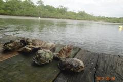 Adapar fez o monitoralmento nas águas do litoral do Paraná e constatou que não há contaminação nas ostras por alga paralizante como acontece em SC