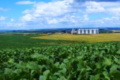 Seab, Faep e Ocepar se unem na elaboração de um documento conjunto sobre o Plano Safra 2018/19 encaminhado ao ministério da Agricultura, Pecuária e Abastecimento