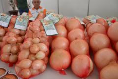 Campo Magro sedia evento estadual e nacional que discutiu o futuro do cultivo de cebola no Brasil