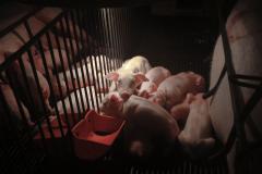 Paraná lança normas de biosseguridade para granjas de suínos