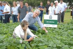 Iapar lança nova cultivar de feijão mais rentável