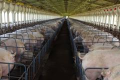 Exportação de suínos cresce 73% e pode aumentar no 2º semestre