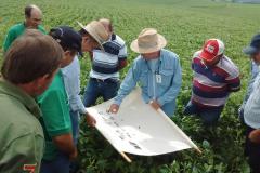 A adoção da técnica reduz em 50% as aplicações de inseticidas, o que contribui para a preservação do meio ambiente e menos intoxicação de agricultores.