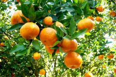 Secretário Norberto Ortigara vai a Cerro Azul