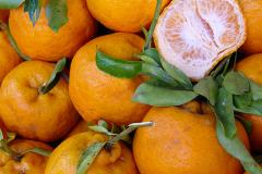 Norberto Ortigara vai a Cerro Azul na Festa Nacional da Poncã