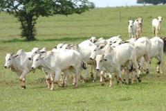 Paraná pode não vacinar o gado contra febre aftosa em novembro deste ano