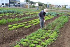 Programa Hortas Comunitárias revitaliza unidade no Tatuquara