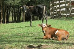 Audiência Pública sobre o fim da vacinação contra febre aftosa acontece nesta quarta (28)
