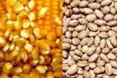 Paraná vai aumentar plantio de milho e feijão neste início de 2017