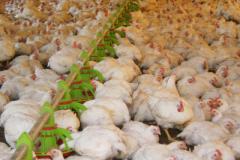 Ipardes projeta aumento do PIB da Agropecuária e Seab comenta