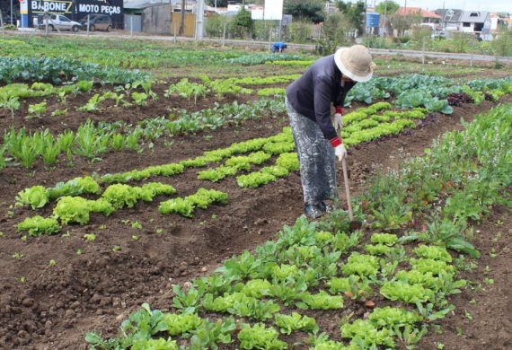 Segurança alimentar