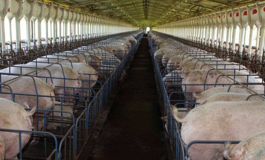 Exportação de suínos cresce 73% e pode aumentar no 2º semestre