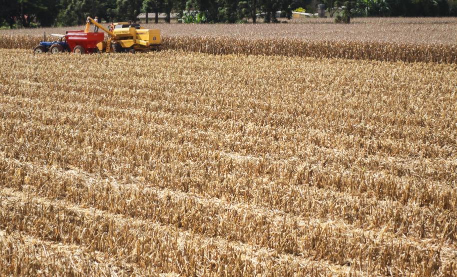 Milho impulsiona estimativa de produção de grãos no Paraná