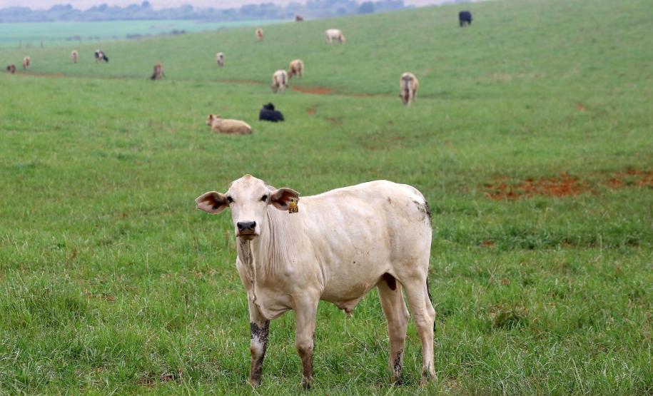 Raiva animal exige vacina e alerta no campo e na cidade