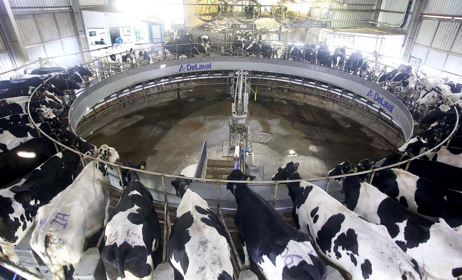 Paraná é o segundo maior produtor de leite do Brasil
