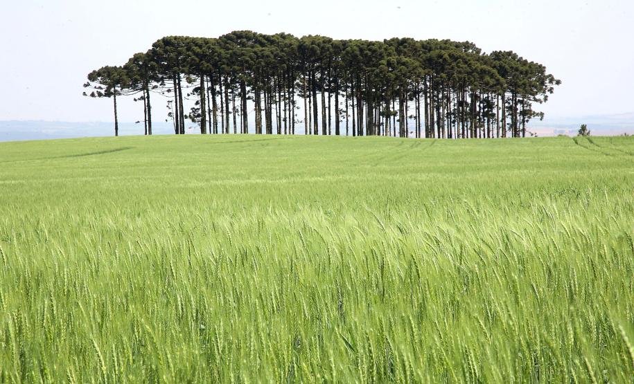 Centro-Sul do Estado lidera o crescimento do VBP