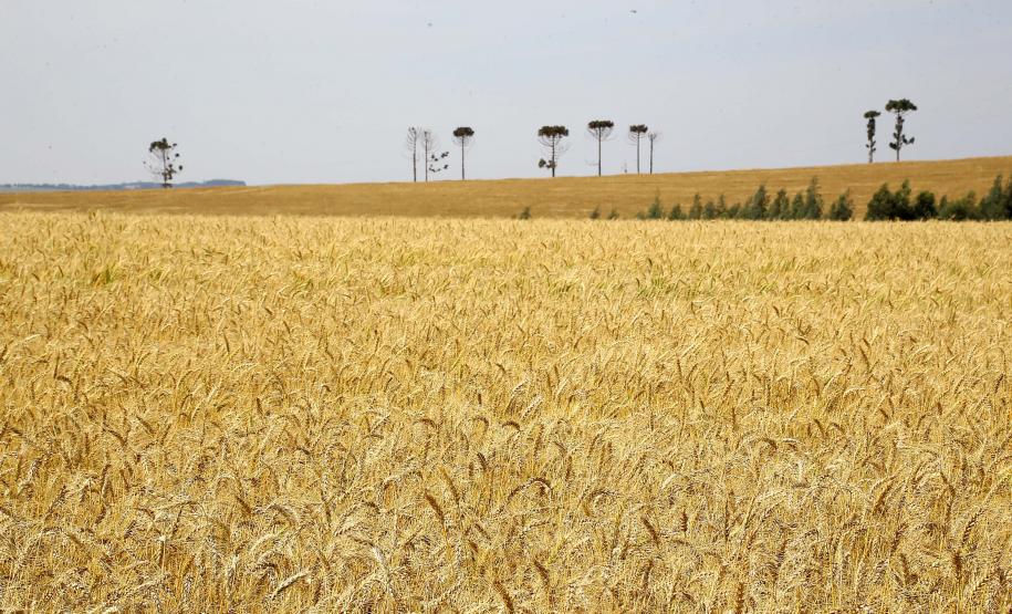 Centro-Sul do Estado lidera o crescimento do VBP