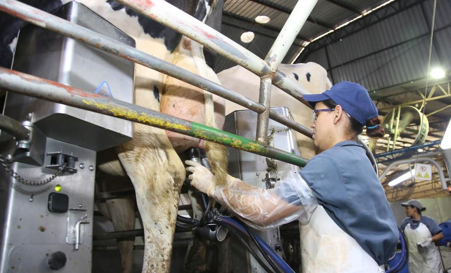 Paraná é o segundo maior produtor de leite do Brasil