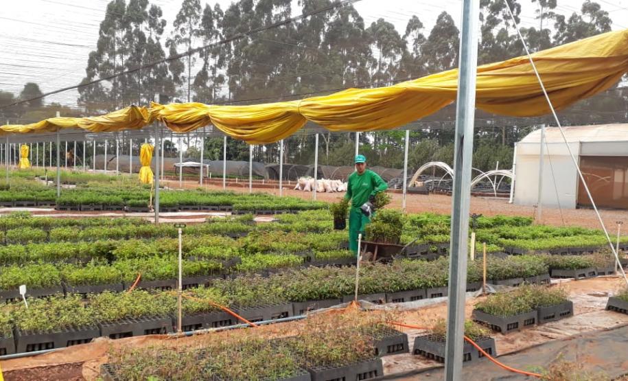 Seab participa de ação do Programa Paraná Mais Verde