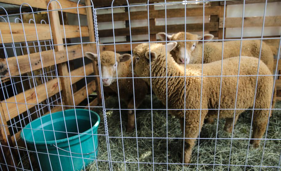 Governador Ratinho Junior visita nova feira agrotécnica de Guarapuava