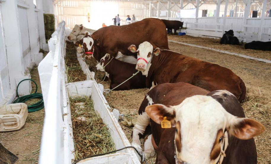 Governador Ratinho Junior visita nova feira agrotécnica de Guarapuava