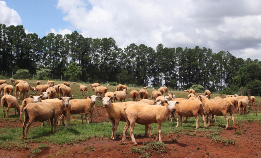 Adapar prorroga prazo para cadastro de animais