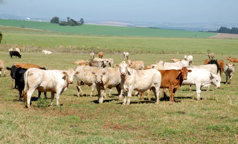 Adapar prorroga prazo para cadastro de animais