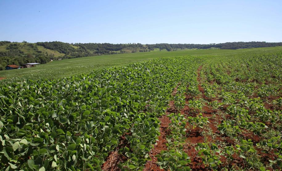 Paraná prorroga prazo para a semeadura de soja