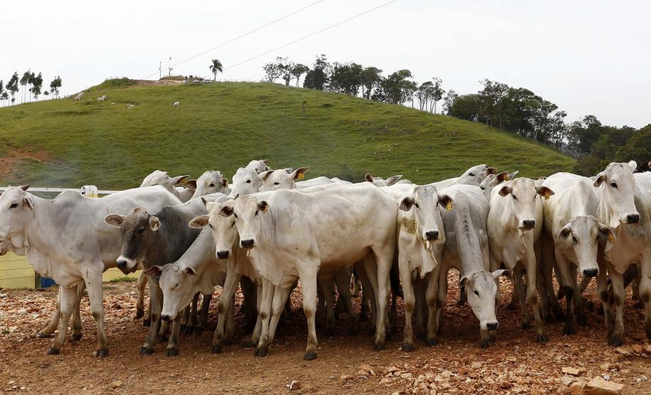 Paraná e Santa Catarina vão fortalecer defesa agropecuária