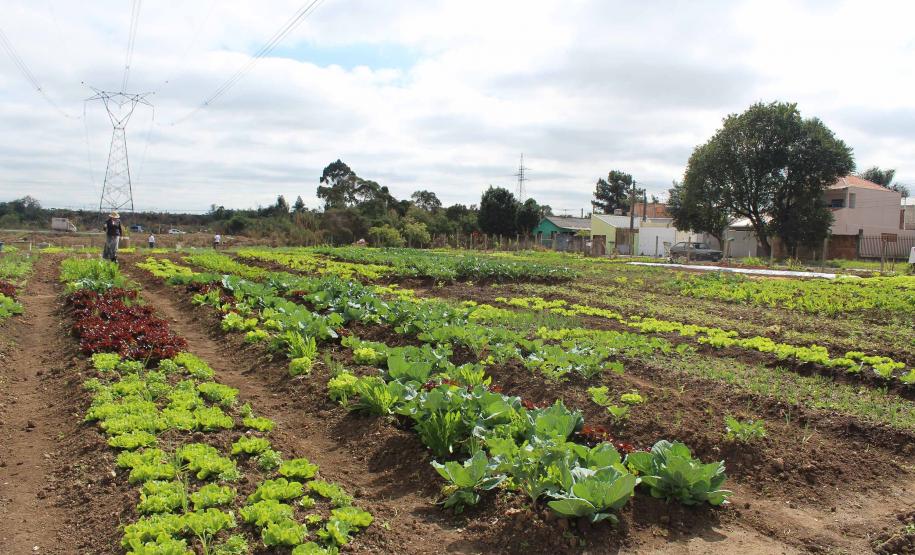 Programa Hortas Comunitárias chega a Cascavel