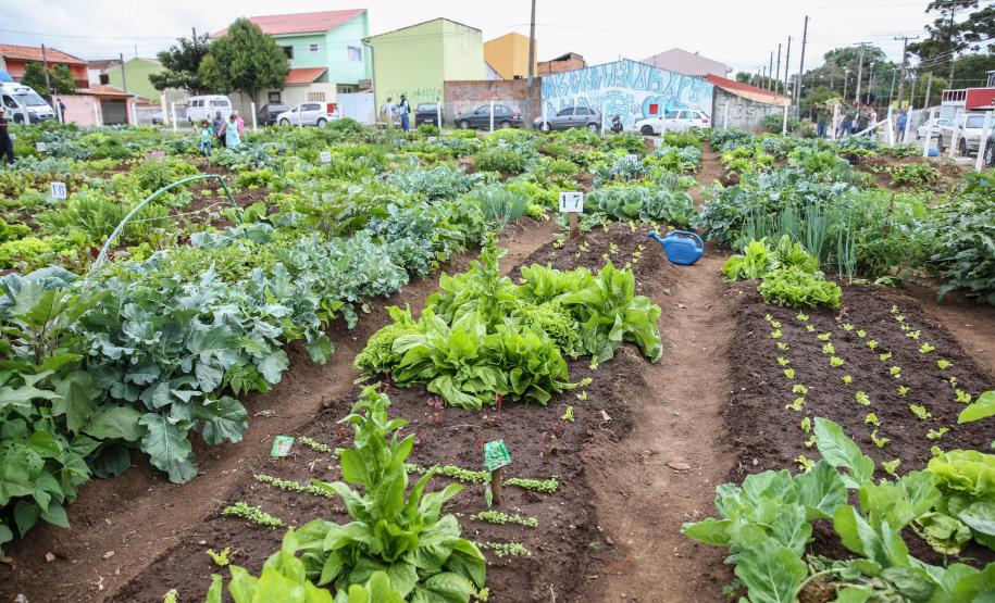 Uberaba ganha unidade do programa Hortas Comunitárias