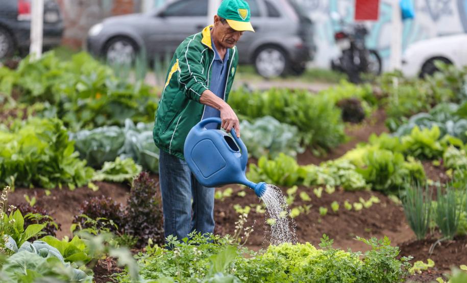 Uberaba ganha unidade do programa Hortas Comunitárias