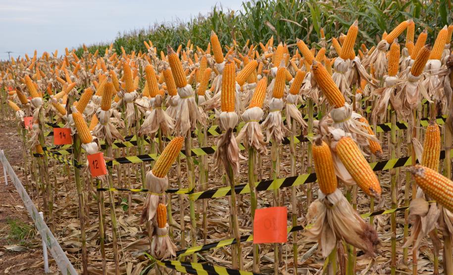 Dois eventos, a Safratec, em Floresta, e o Superagro, em Londrina, foram acompanhados por integrantes do Governo do Estado.