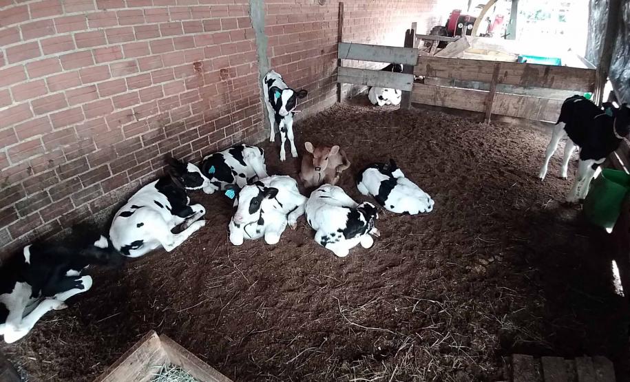 Programa Leite das Crianças garante renda para 5 mil produtores