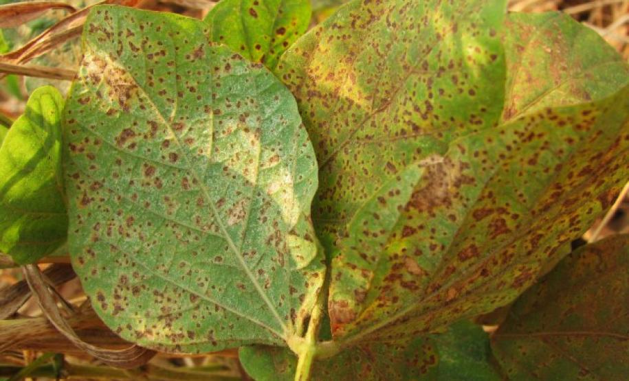 Sistema Alerta Ferrugem reduz aplicação de fungicidas em 35%