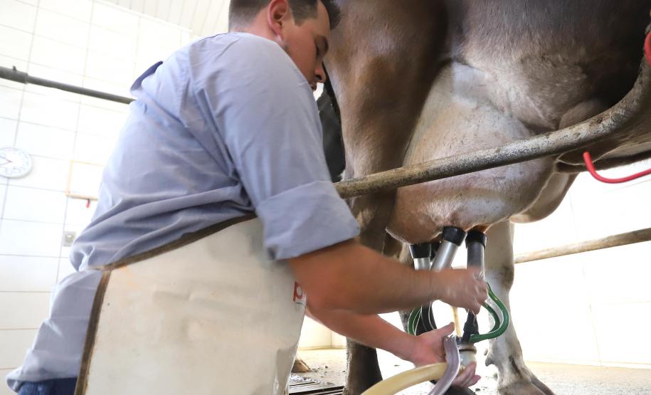 Leite das Crianças garante renda para 5 mil produtores