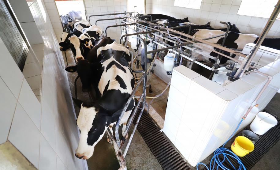 Leite das Crianças garante renda para 5 mil produtores