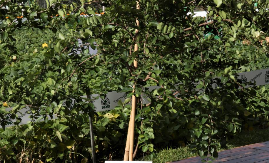 Novos cultivares de acerola são lançados no Show Rural, em Cascavel