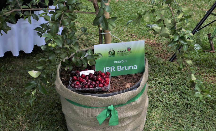 Novos cultivares de acerola são lançados no Show Rural, em Cascavel