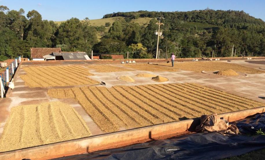 Café especial paranaense é premiado em concurso nacional