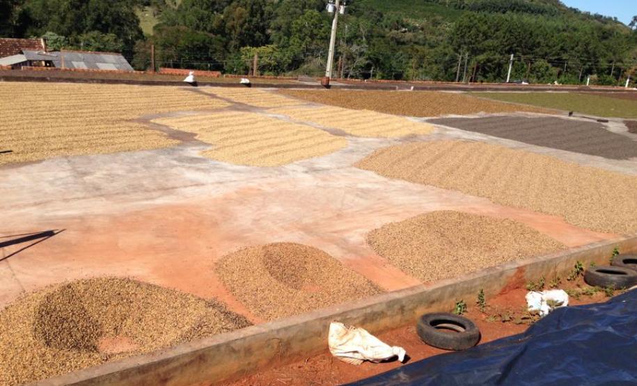 Café especial paranaense é premiado em concurso nacional