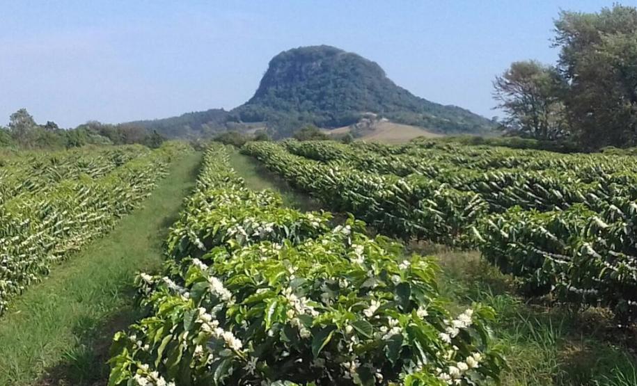 Café especial paranaense é premiado em concurso nacional